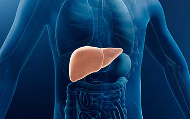 간질환(간염·지방간 등) 관련 이미지